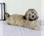 Regina - Female Shih-Poo Puppy for Sale - Photo #4