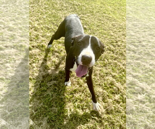 Medium Photo #4 Mutt Puppy For Sale in Eastman, GA, USA