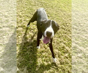 Haley - Female Mutt Dog for Adoption - Photo #4