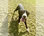 Small #3 Mutt