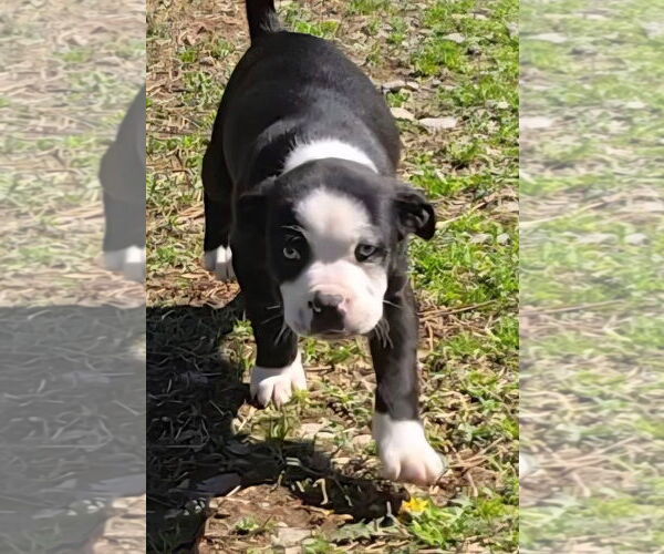 Medium Photo #3 Boston Terrier-Unknown Mix Puppy For Sale in Alexander, AR, USA
