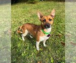 Small Photo #1 Dachshund-Unknown Mix Puppy For Sale in Arlington, VA, USA