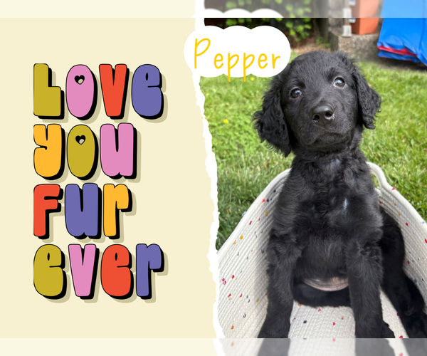 Medium Photo #1 Goldendoodle Puppy For Sale in BLUEFIELD, WV, USA