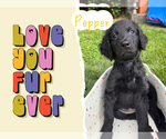 Small Photo #1 Goldendoodle Puppy For Sale in BLUEFIELD, WV, USA