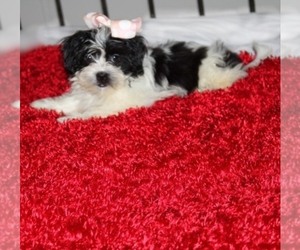 Havashu Puppy for sale in THAYER, KS, USA