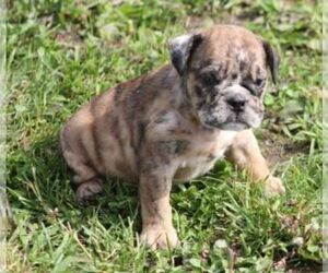 Bulldog Puppy for Sale in MARSHFIELD, Missouri USA