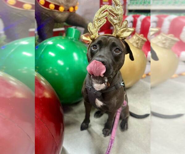 Medium Photo #4 Rottweiler-American Pit Bull Terrier Puppy For Sale in St. Augustine, FL, USA