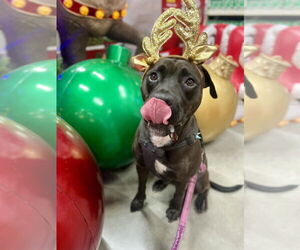 Sweetie - Female Rottweiler-American Pit Bull Terrier Dog for Adoption - Photo #4