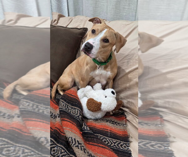 Medium Photo #4 American Staffordshire Terrier-Boxer Mix Puppy For Sale in Sayreville, NJ, NJ, USA