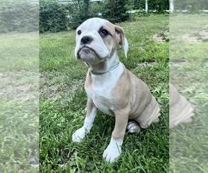 Olde English Bulldogge Puppy for sale in DURHAM, CT, USA