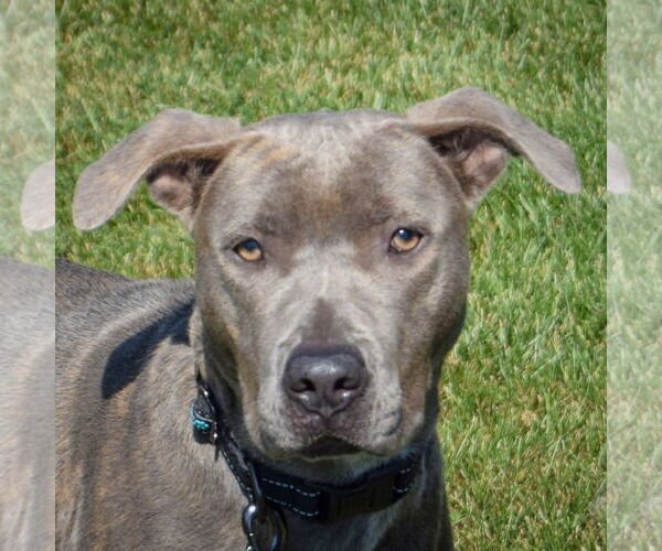 Medium Photo #1 American Staffordshire Terrier-Boxer Mix Puppy For Sale in Huntley, IL, USA