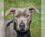 Small American Staffordshire Terrier-Boxer Mix