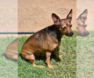 Dachshund-Unknown Mix Dogs for adoption in Euless, TX, USA