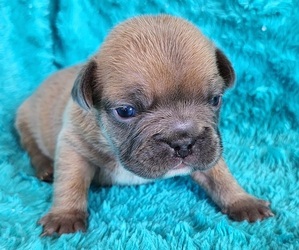 French Bulldog Puppy for sale in LAS VEGAS, NV, USA