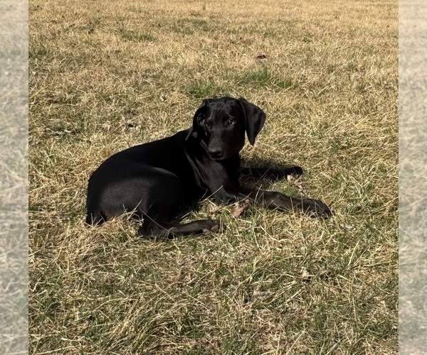 Medium Photo #2 Doberman Pinscher Puppy For Sale in AUSTINVILLE, VA, USA