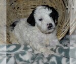 Small Photo #4 Poodle (Miniature) Puppy For Sale in MILLERSBURG, PA, USA