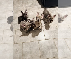French Bulldog Puppy for sale in MIDLOTHIAN, IL, USA