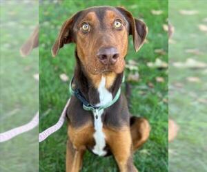 Doberman Pinscher-Unknown Mix Dogs for adoption in Woodland, CA, USA