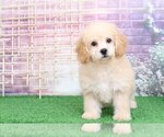 Small Photo #2 Poochon Puppy For Sale in BEL AIR, MD, USA