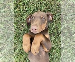 Small Photo #4 Doberman Pinscher Puppy For Sale in BROOKFIELD, MO, USA