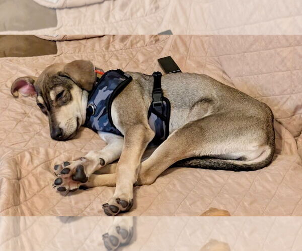 Medium Photo #3 Beagle-Unknown Mix Puppy For Sale in Jefferson, NJ, USA