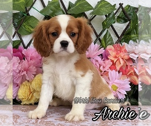 Cavalier King Charles Spaniel Puppy for sale in MIAMI, FL, USA