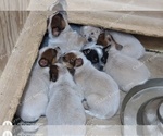 Small #6 Australian Cattle Dog