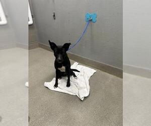 Labrador Retriever-Unknown Mix Dogs for adoption in Las Vegas, NV, USA