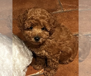 Poodle (Toy) Puppy for sale in MONTECITO, CA, USA