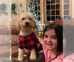 Small Photo #1 Cavapoo Puppy For Sale in WAUSEON, OH, USA