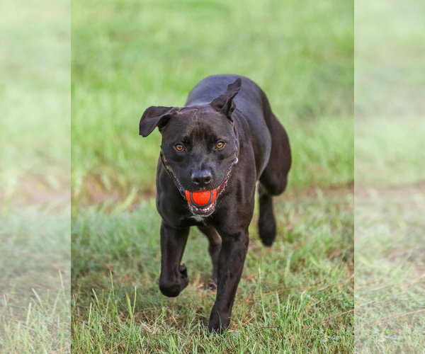 Medium Photo #4  Puppy For Sale in , 