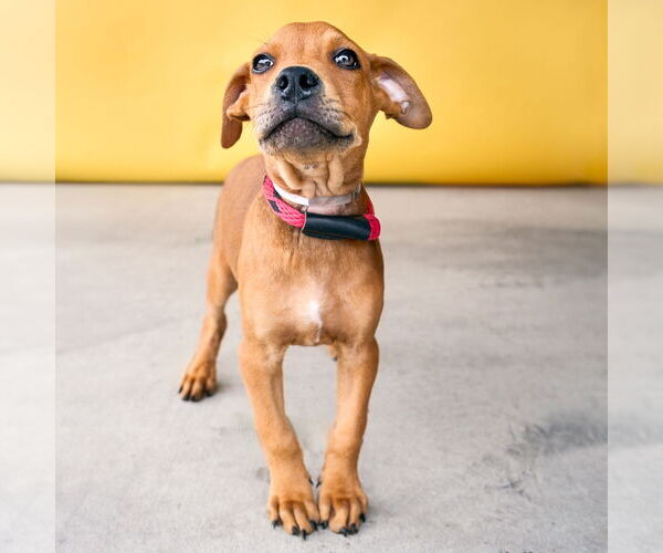 Medium Photo #1 American Pit Bull Terrier-Unknown Mix Puppy For Sale in Pasadena, CA, USA