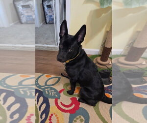 Mutt Dogs for adoption in Springdale, PA, USA