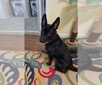 Small Mutt
