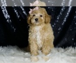 Small #1 Poodle (Toy)