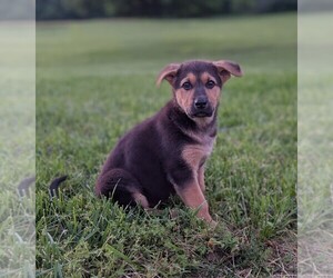 German Shepherd Dog Puppy for sale in WOODBURN, KY, USA