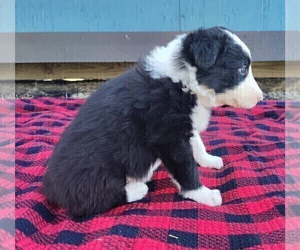 Medium Photo #23 Border Collie Puppy For Sale in NORBORNE, MO, USA