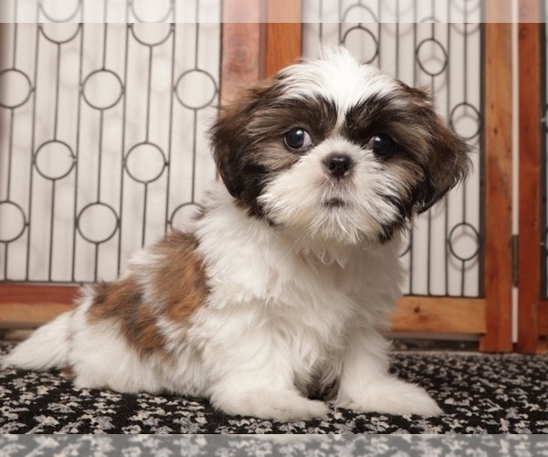Medium Photo #4 Shih Tzu Puppy For Sale in NAPLES, FL, USA