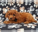 Small Photo #2 Cavapoo Puppy For Sale in ATGLEN, PA, USA