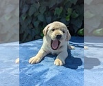 Puppy Purple Collar Labrador Retriever