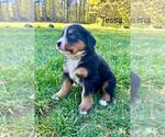 Small #9 Bernese Mountain Dog