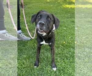 Mutt Dogs for adoption in Rockaway, NJ, USA