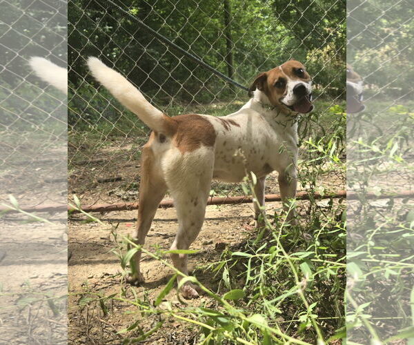 Medium Photo #1 Mutt Puppy For Sale in Jackson, MS, USA