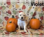 Small Photo #2 Golden Retriever Puppy For Sale in VERSAILLES, KY, USA