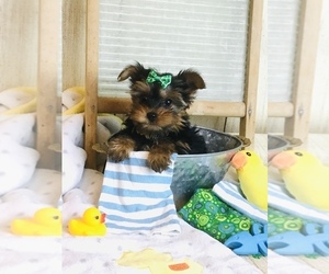 Yorkshire Terrier Puppy for sale in MANKATO, MN, USA