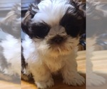 Small Photo #4 Shih Tzu Puppy For Sale in BELLEVILLE, MI, USA