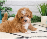 Small #2 Cavapoo (Miniature)