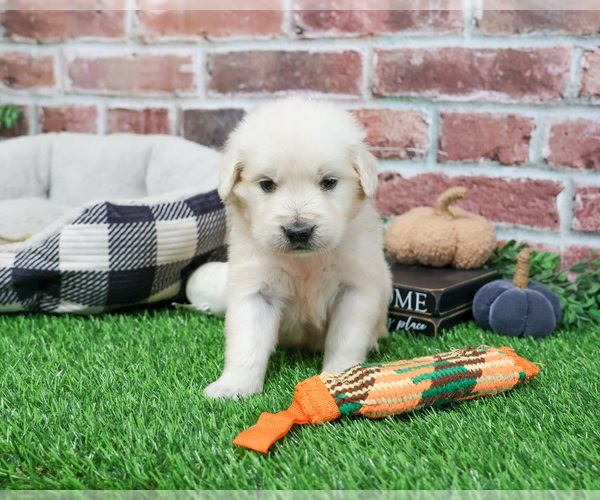 Medium Photo #5 English Cream Golden Retriever Puppy For Sale in SYRACUSE, IN, USA
