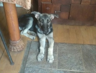 German Shepherd Dog Puppy for sale in ARLINGTON, TX, USA