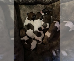 Rat Terrier Puppy for Sale in PENNSBURG, Pennsylvania USA